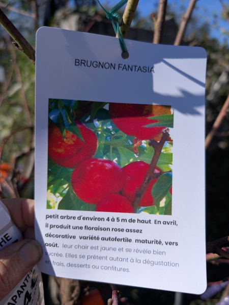 FRUITIER-BRUGNON-FANTASIA-