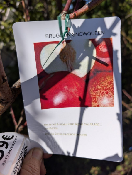 FRUITIER-BRUGNON-SNOWQUEEN FRUITIER-BRUGNON-SNOWQUEEN