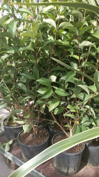 LIGUSTRUM JAPONICA  XL 125/150 cm à 29€