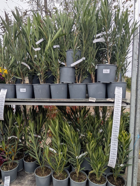 LAURIER-ROSE-NERIUM-1