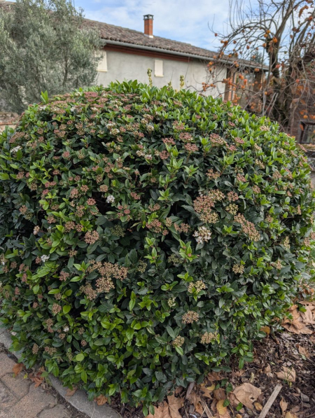 LAURIER-TIN dès 9€50