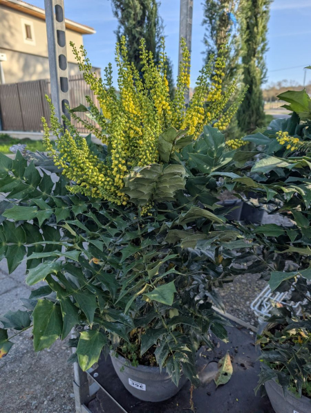 MAHONIA dès 15€