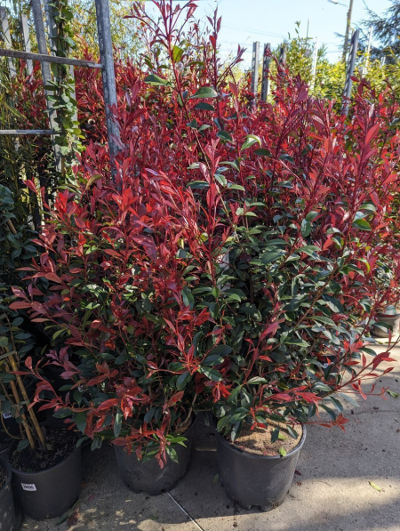 PHOTINIA CARRÉ ROUGE