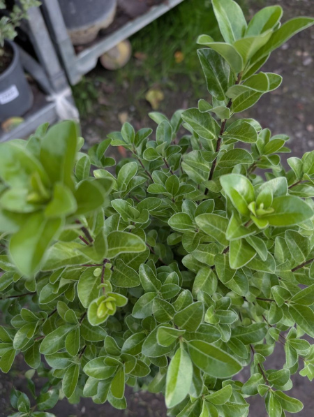 PITTOSPORUM IRISH GULF