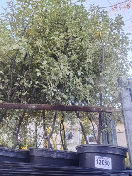 PITTOSPORUM-TENUFOLIUM 12€50