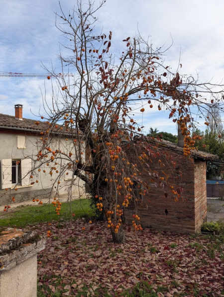 PLAQUEMINIER-KAKI-FUYU-MUSCAT diverses tailles dès39€ PLAQUEMINIER-KAKI-FUYU-MUSCAT diverses tailles dès39€