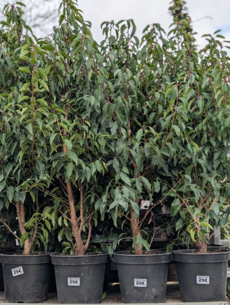 LAURIER DU PORTUGAL xl 29€