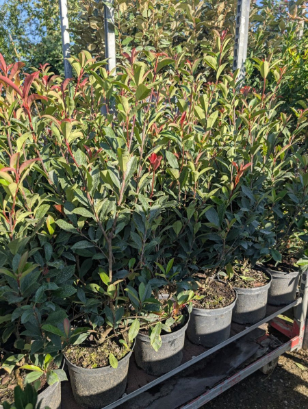 PHOTINIA CARRE ROUGE 5 L = 14€