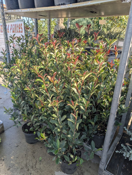 PHOTINIA RED ROBIN 80/100    POT 3L  à l'unité 12€50 par 10 et plus 9€50