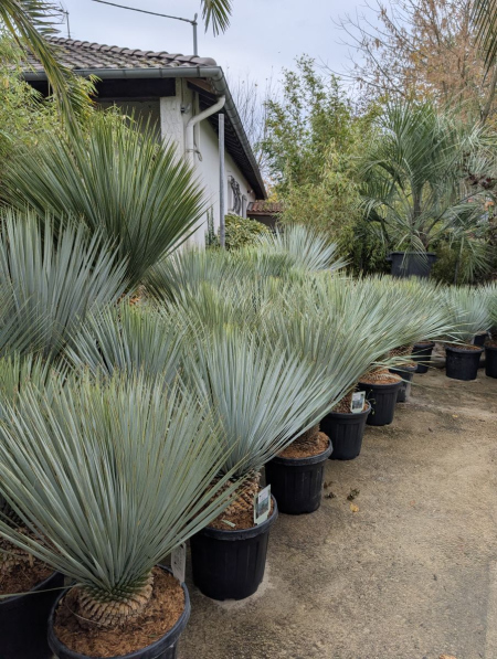 YUCCA-ROSTRATA-ARRIVAGE à partir de 89€