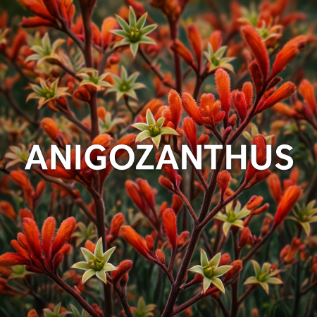 anigozanthos anigozanthos