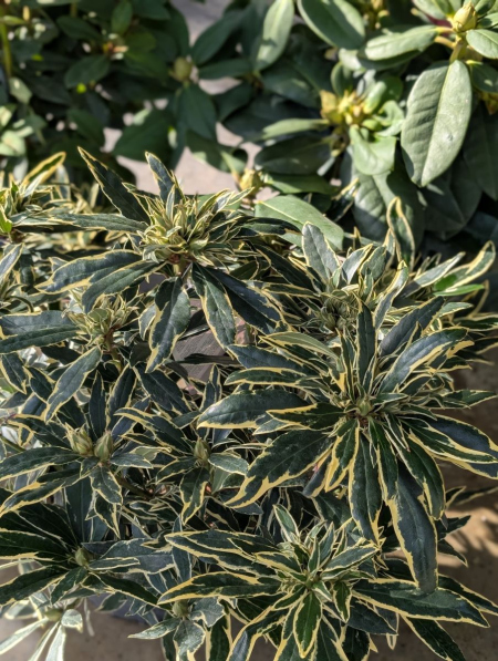 RHODODENDRONS 29€  Rempli de boutons