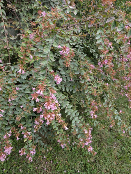 ABELIA EDWARD GOUCHER  à partir de 9€ / 12€50/ 19€