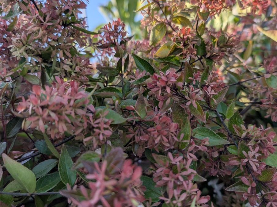 ABELIA-GRANDIFLORA    à partir  de 9€ / 12€50/ 19€
