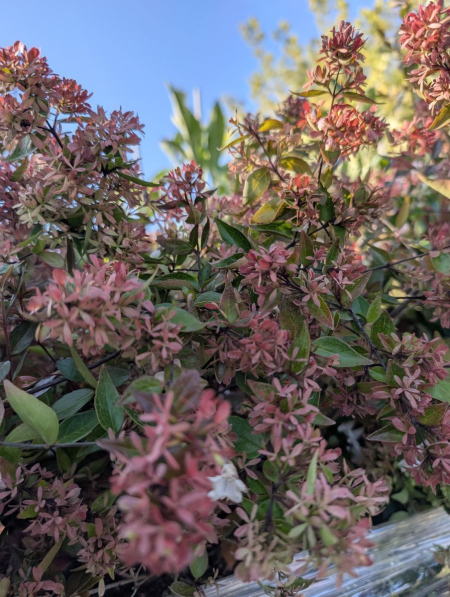 ABELIA-GRANDIFLORA    à partir  de 9€ / 12€50/ 19€