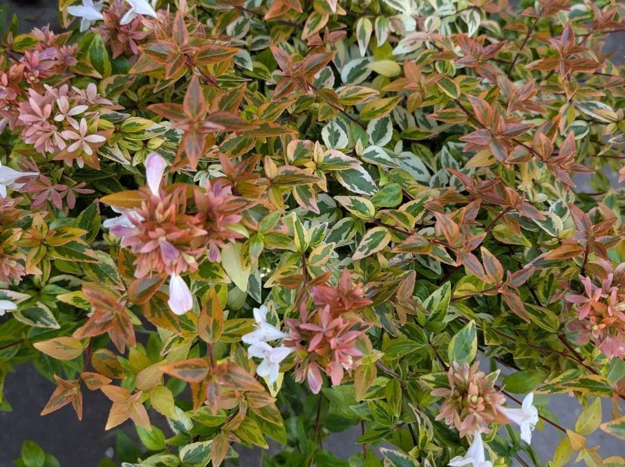 ABELIA-KALEIDOSCOPE    à partir  de 9€ / 12€50/ 19€