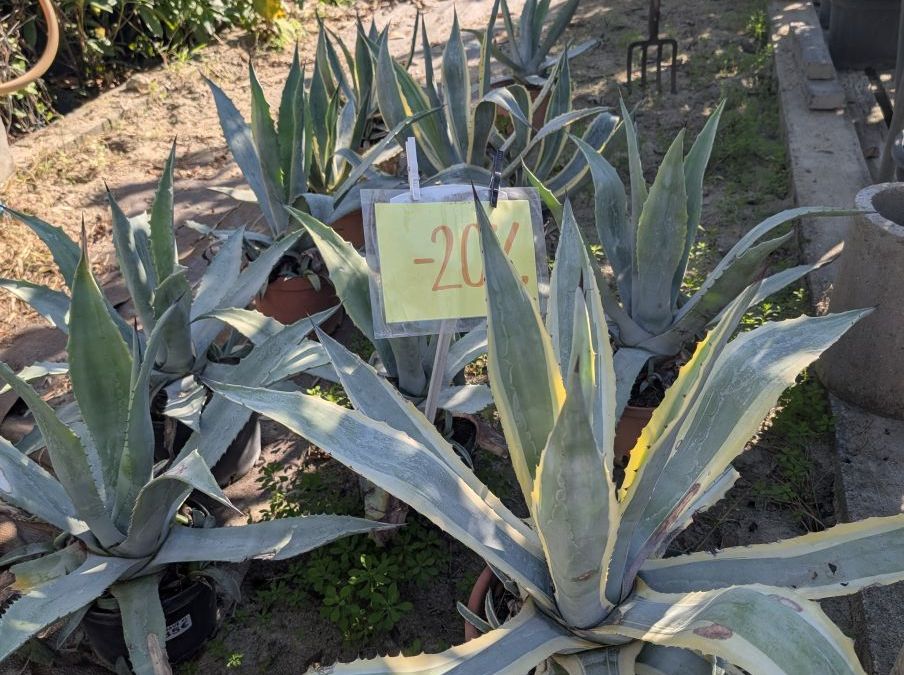AGAVE