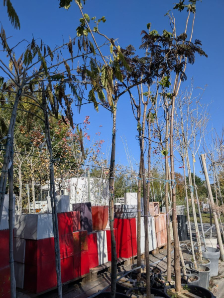 ALBIZIA-CHOCOLAT 199€