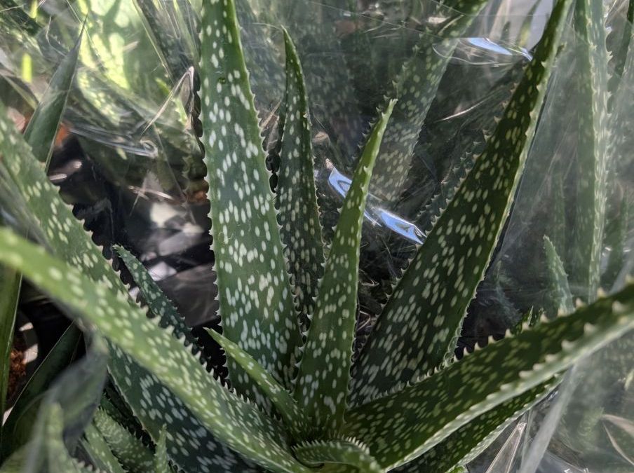 ALOE-VERRA
