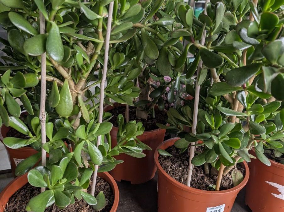 CRASSULA-XL    49€