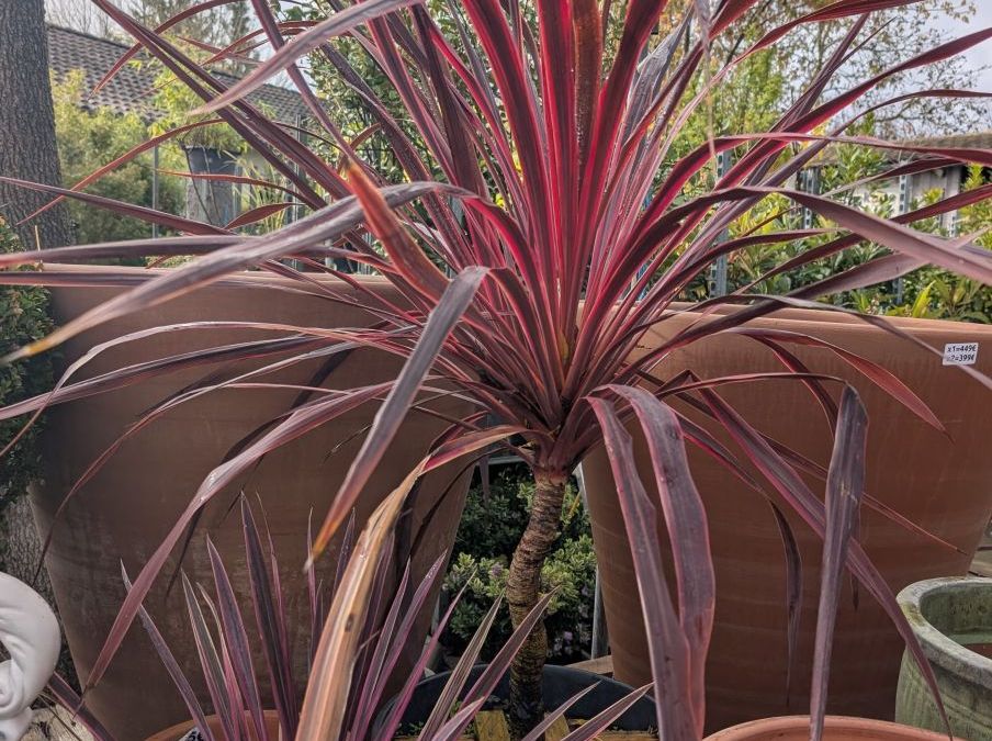 CORDYLINE-RED-STAR