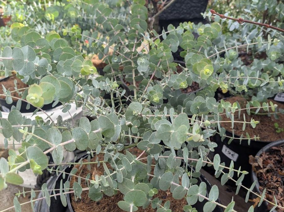 EUCALYPTUS-BABY-BLUE   19€50