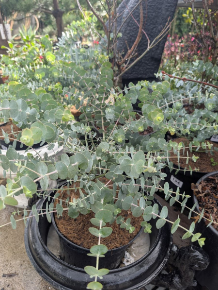 EUCALYPTUS-BABY-BLUE   19€50