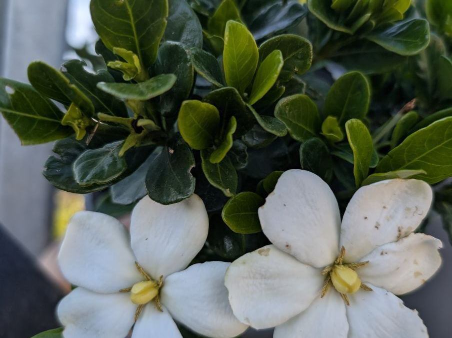 GARDENIA-KLEIM-PERSISTANT    12€50