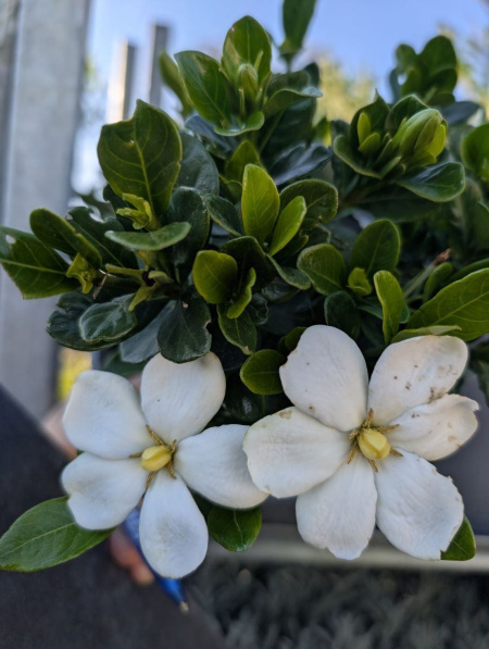 GARDENIA-KLEIM-PERSISTANT    12€50