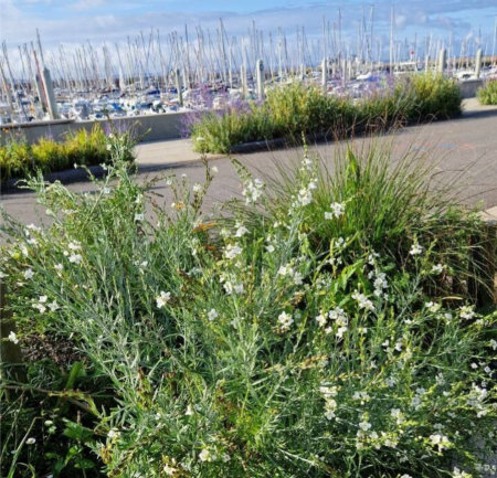 GOMPHOSTIGMA-VIRGATUM