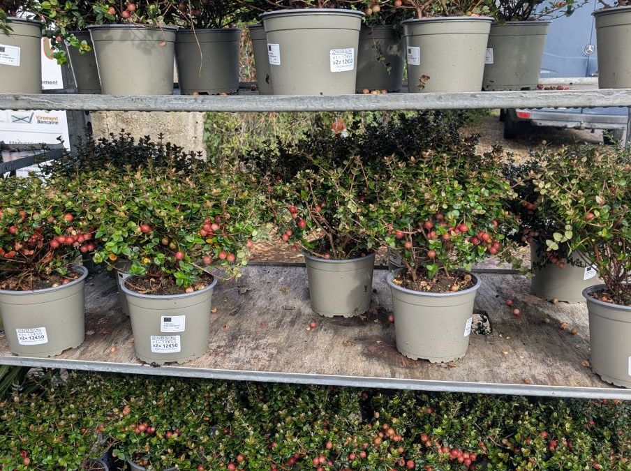 GOYAVIER-DU-CHILI-UGNI-M-PRETTY-BERRY   x1=17€50    x2=12€50