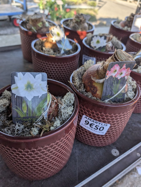 HIPEASTRUM-AMARYLLIS