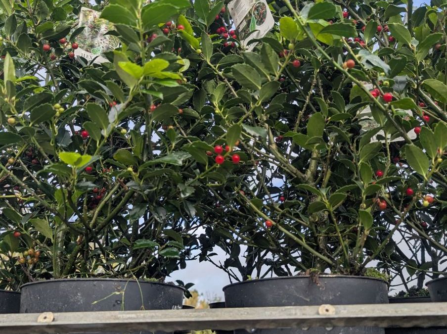 ILEX-BLUE-MAID-HOUX-NOEL   x2=19€50    x1= 25€