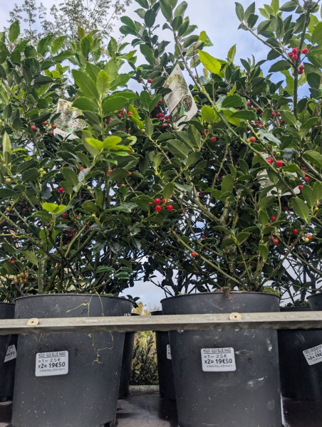 ILEX-BLUE-MAID-HOUX-NOEL   x2=19€50    x1= 25€