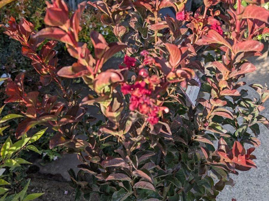 LAGERSTROEMIA-DYNAMITE   29€90