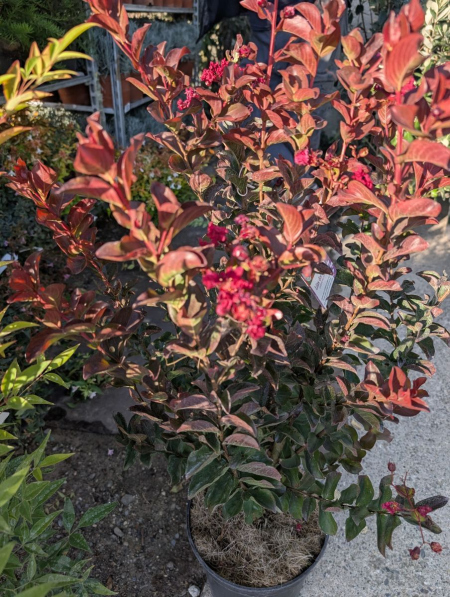 LAGERSTROEMIA-DYNAMITE   29€90