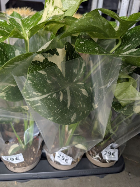 MONSTERA-THAI-CONSTELLATION    29€