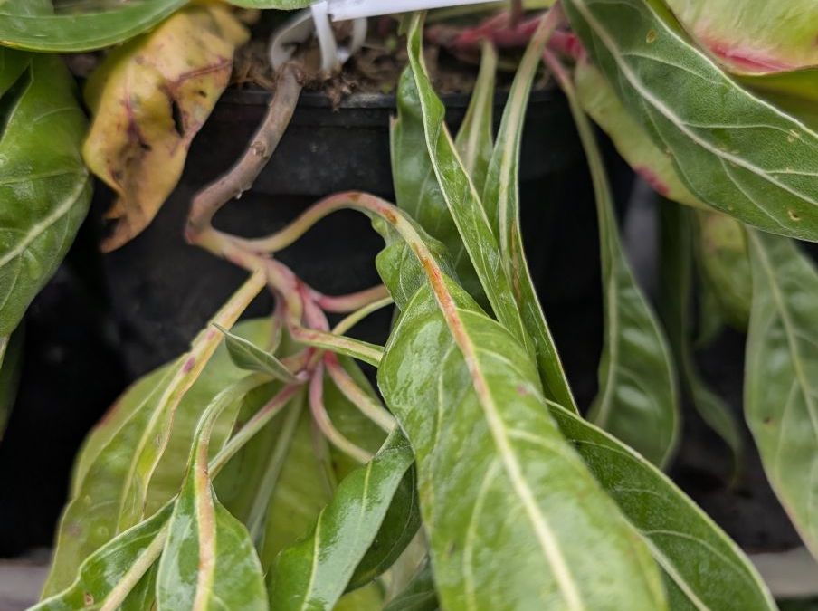 ONEOTHERE-BERLANDIERI