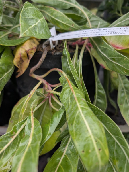 ONEOTHERE-BERLANDIERI