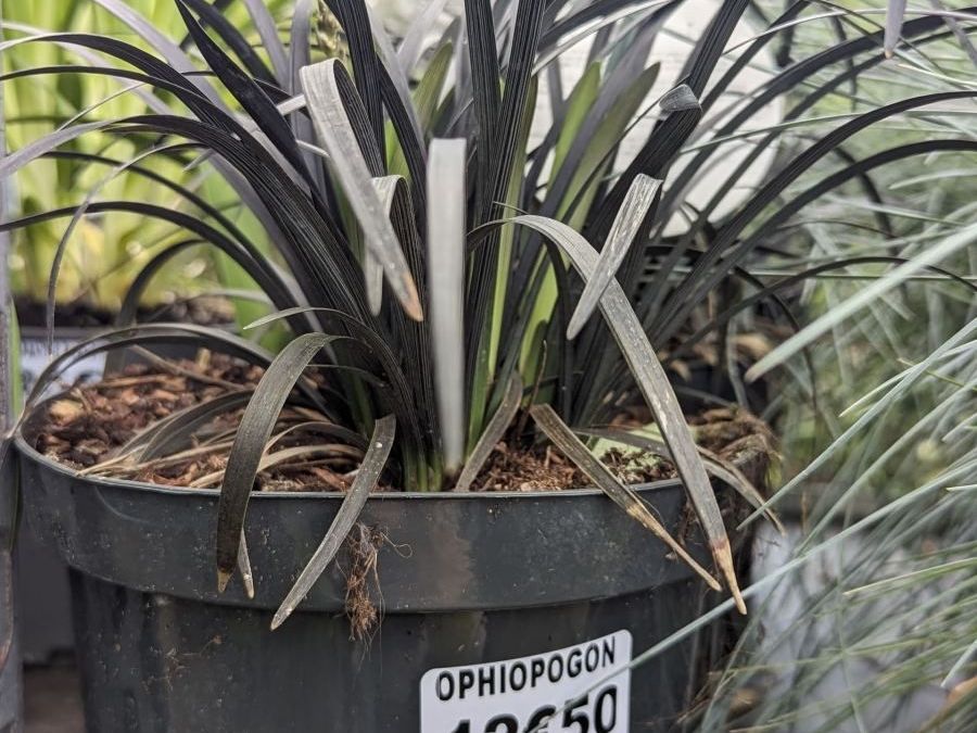 OPHIOPOGON-MUGUET JAPONAIS   NOIR
