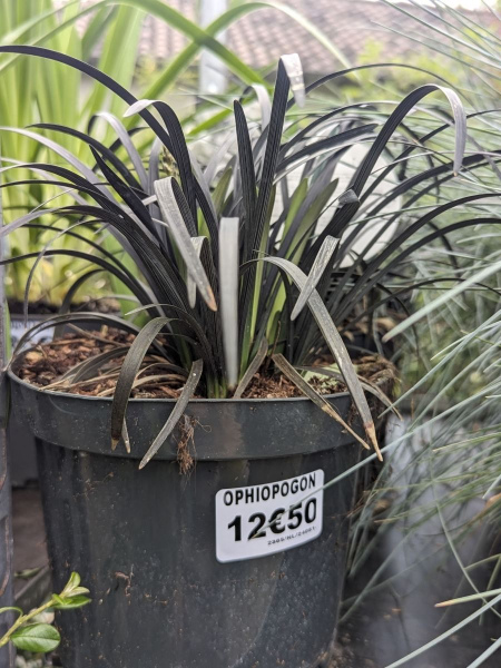 OPHIOPOGON-MUGUET JAPONAIS   NOIR