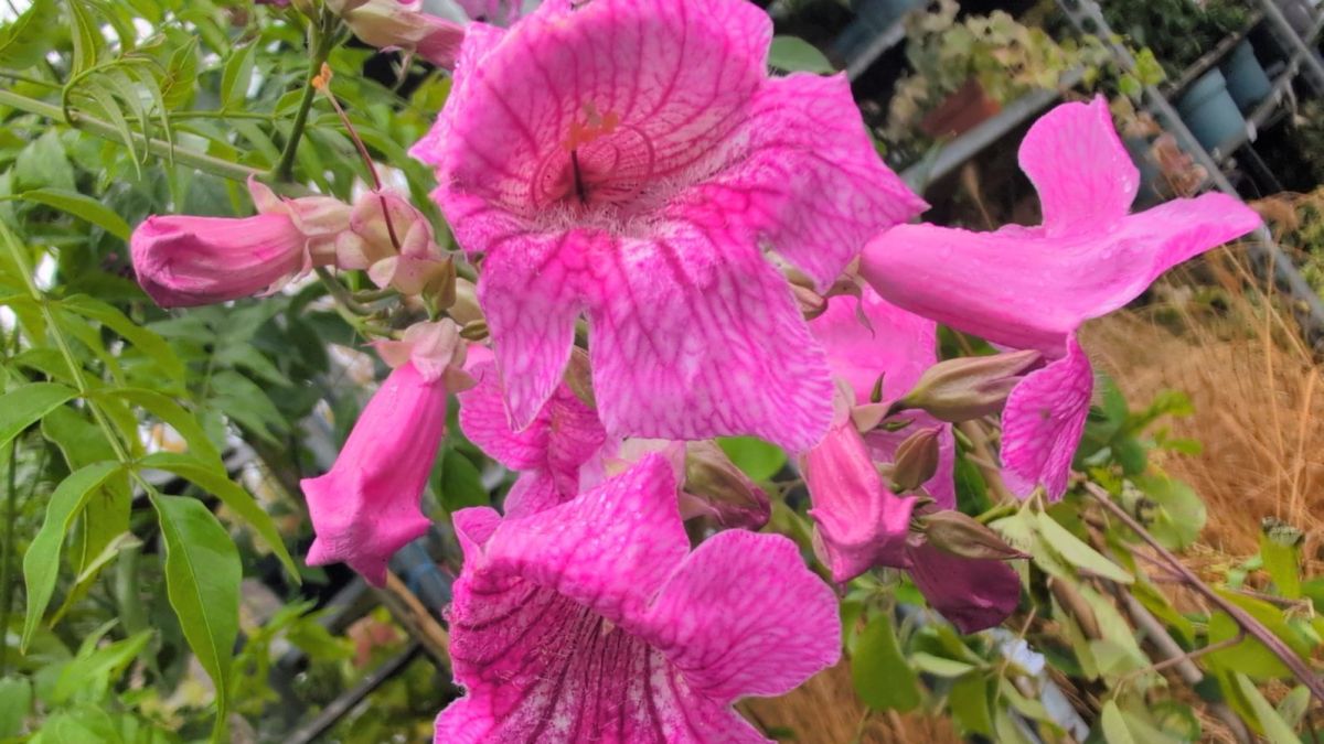 PODRANEA-RICASSOLIANA