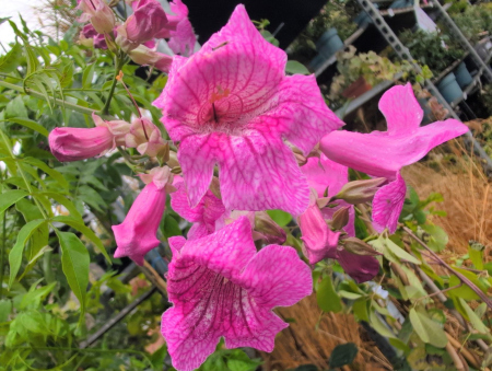 PODRANEA-RICASSOLIANA