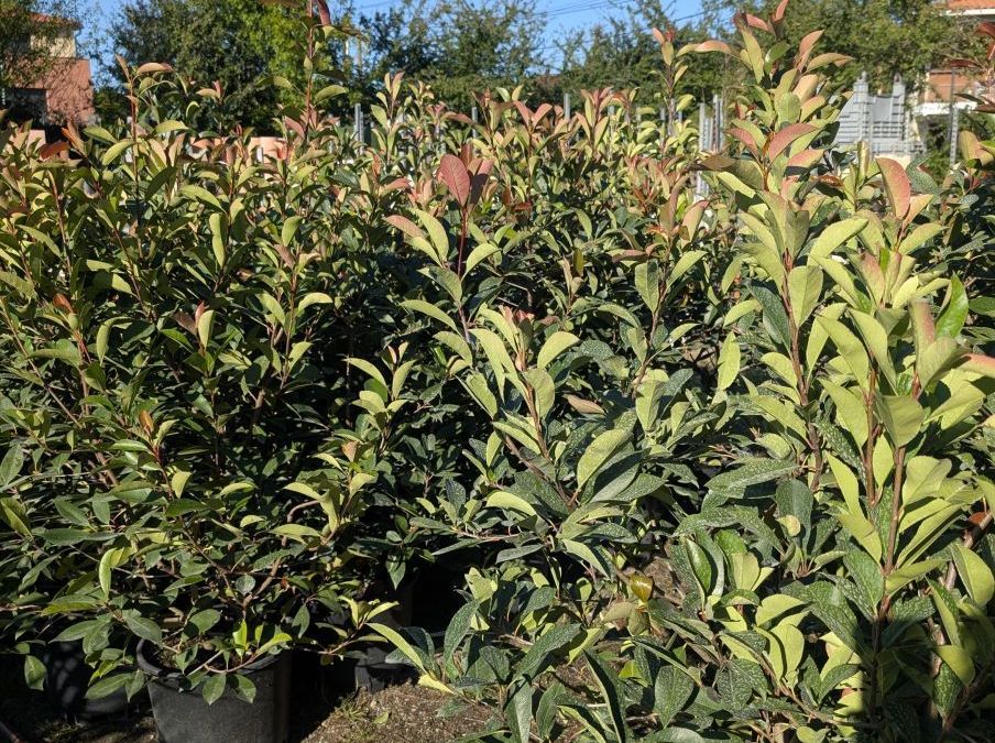 PHOTINIA RED ROBIN TAILLE XL      20L = 39€