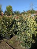 PHOTINIA RED ROBIN TAILLE XL      20L = 39€