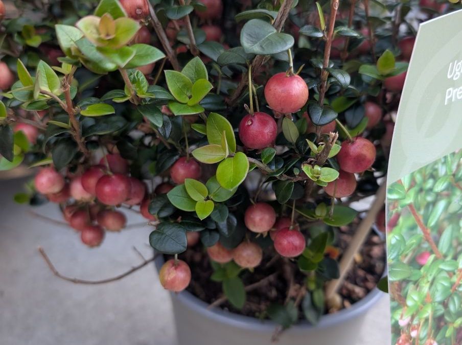 GOYAVIER DU CHILI 17€50