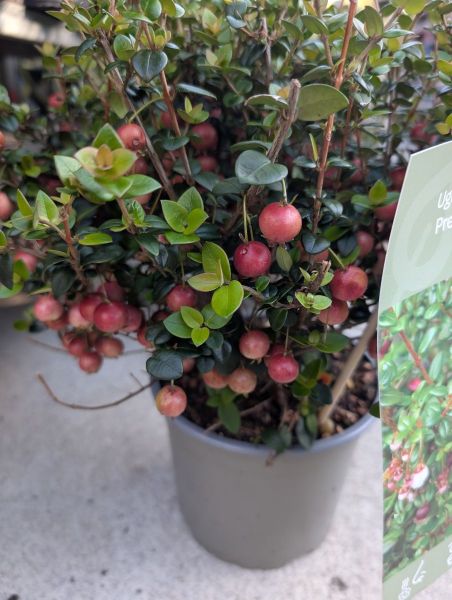 GOYAVIER DU CHILI 17€50