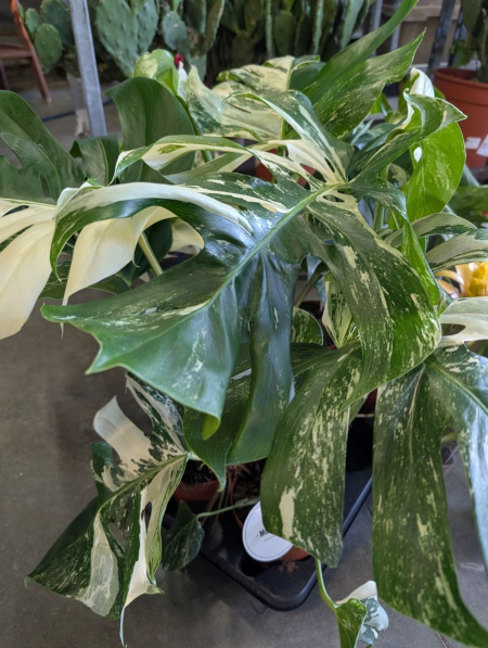 MONSTERA THAI CONSTELLATION   XL  -  69€