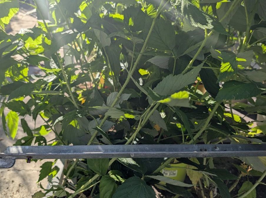 FRAMBOISIER ABUNDANCE ROUGE  / JAUNE x3=9€50       x1=12€50