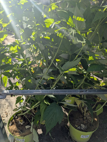 FRAMBOISIER ABUNDANCE ROUGE  / JAUNE x3=9€50       x1=12€50